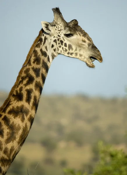 Primer plano de la jirafa en el Serengeti, Tanzania, África — Foto de Stock