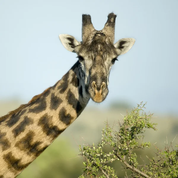 Retrato de cerca de la jirafa, Parque Nacional del Serengeti, Serengeti — Foto de Stock
