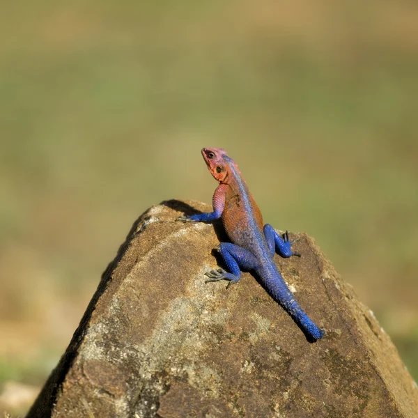 红头岩石蜥蜴或共同蜥蜴、 蜥蜴蜥蜴 — 图库照片