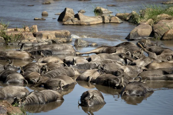 Wildebeest morto nel fiume, Tanzania, Africa — Foto Stock