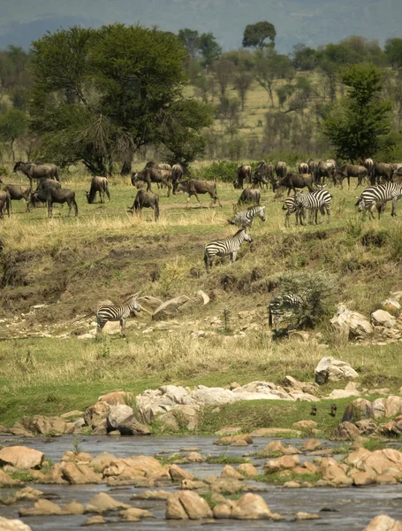 Zebror och gnuer i serengeti, tanzania, Afrika — Stockfoto