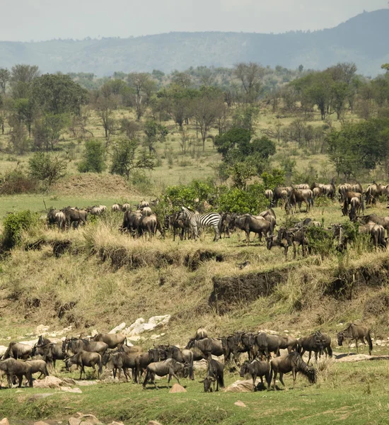 Zebry i GNU w Afryka serengeti, tanzania, — Zdjęcie stockowe