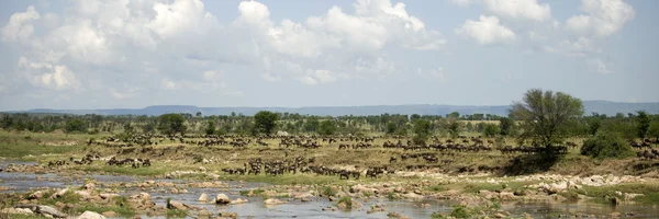 Gnus em Serengeti, Tanzânia, África — Fotografia de Stock
