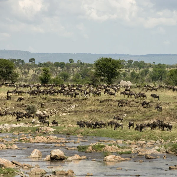 Hjordar av gnuer av river mara, tanzania, Afrika — Stockfoto