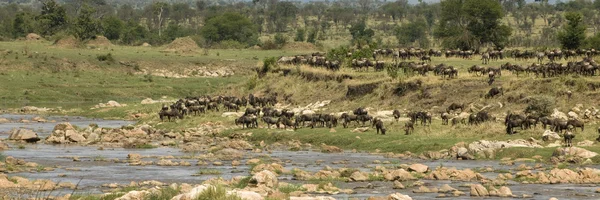 Gnus em Serengeti, Tanzânia, África — Fotografia de Stock