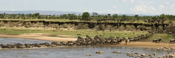 Wildebeest attraversare il fiume nel Serengeti, Tanzania, Africa — Foto Stock