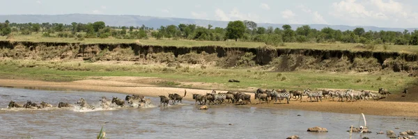 Wildebeest e zebra atravessando o rio no Serengeti, na Tanzânia — Fotografia de Stock