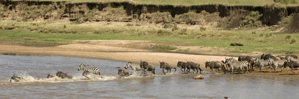 Wildebeest et zèbre traversant la rivière dans le Serengeti, Tanzanie — Photo