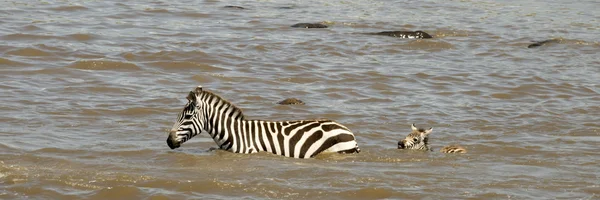 Zebra crossing river in Serengeti, Tanzania, Africa — Stock Photo, Image