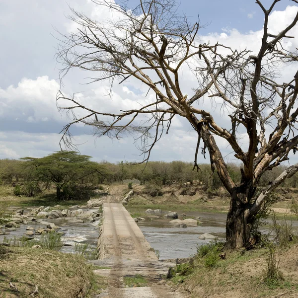 Tree and wooden crossing in the Serengeti, Tanzania, Africa — Stock Photo, Image