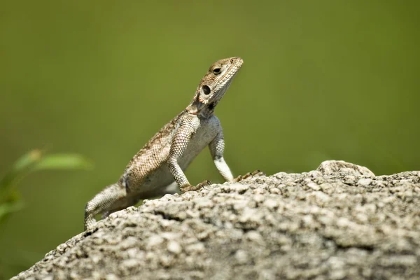 岩石蜥蜴，坦桑尼亚塞伦盖蒂国家公园，塞伦盖蒂 — 图库照片