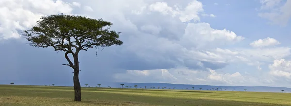 África paisagem, Parque Nacional Serengeti, Serengeti, Tanzânia — Fotografia de Stock