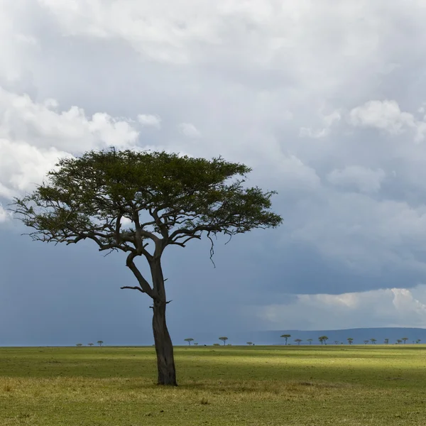 África paisagem, Parque Nacional Serengeti, Serengeti, Tanzânia — Fotografia de Stock
