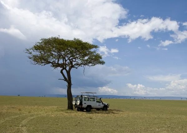 Ağaç ve jeep serengeti, Tanzanya, Afrika — Stok fotoğraf