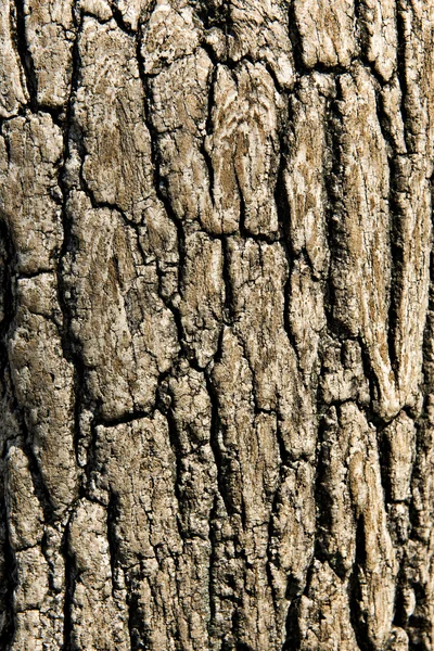 Bliska kory drzewa — Zdjęcie stockowe