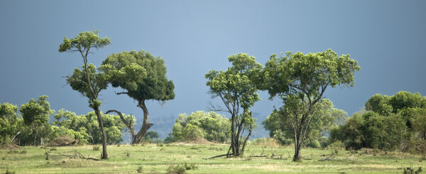 Живописный вид на деревья в Серене, Танзания, Африка
