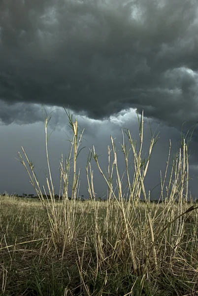 Rain cloud over Africa landscape, Serengeti National Park, Seren — Stock Photo, Image
