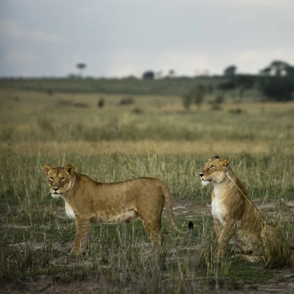 Dos leonas en Savannah, Parque Nacional del Serengeti, Serengeti, Ta —  Fotos de Stock