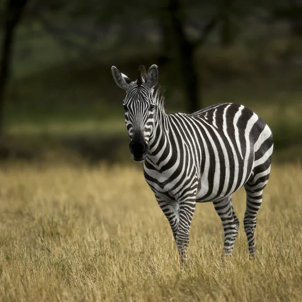 Zebra, Parque Nacional Serengeti, Serengeti, Tanzânia, África — Fotografia de Stock