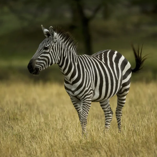 Zebra stojąca na polu bitwy w Serengeti, Tanzania, Afryka — Zdjęcie stockowe