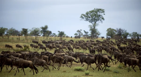 Wildebeest running, Serengeti National Park, Serengeti, Tanzania — Stock Photo, Image