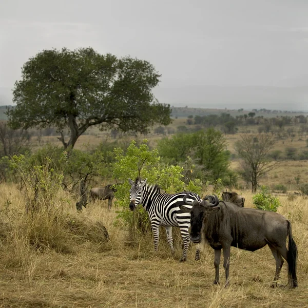 GNU och zebra i landskap, serengeti national park, — Stockfoto