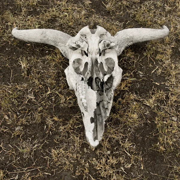 Крупный план черепа гну на земле, Танзания, Африка — стоковое фото