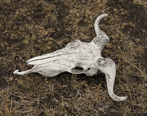 Крупный план черепа гну на земле, Танзания, Африка — стоковое фото