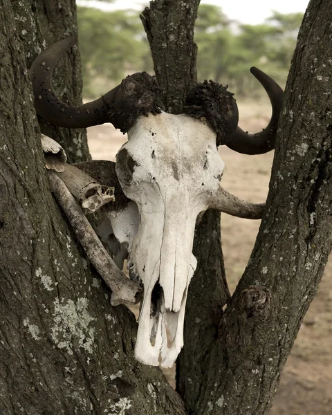 Cráneo de animal en árbol en Serengeti, Tanzania, África —  Fotos de Stock
