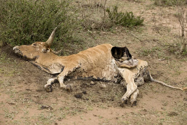 Vaca muerta en el suelo, Tanzania, África — Foto de Stock