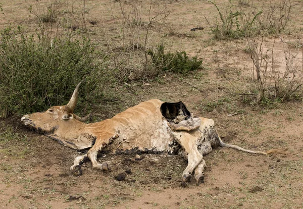 Vaca moartă pe pământ, Tanzania, Africa — Fotografie, imagine de stoc