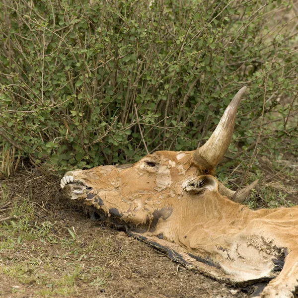 Halott tehén Serengeti Tanzánia, Afrika — Stock Fotó