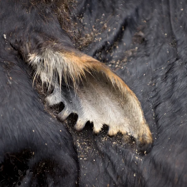 Detail z mrtvé krávy ucho, Tanzanie, Afrika — Stock fotografie
