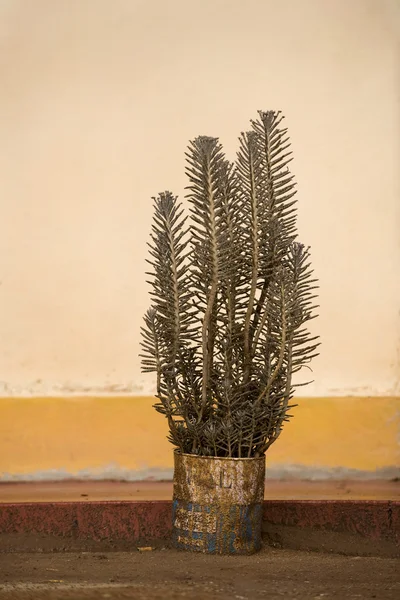 Topfpflanze im Freien, Tansania, Afrika — Stockfoto
