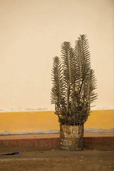 Outdoor potted plant, Tanzania, Africa — Stock Photo, Image