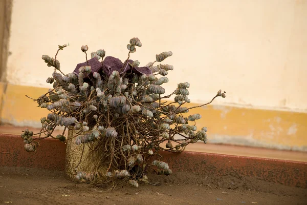 Açık potted bitki, Tanzanya, Afrika — Stok fotoğraf
