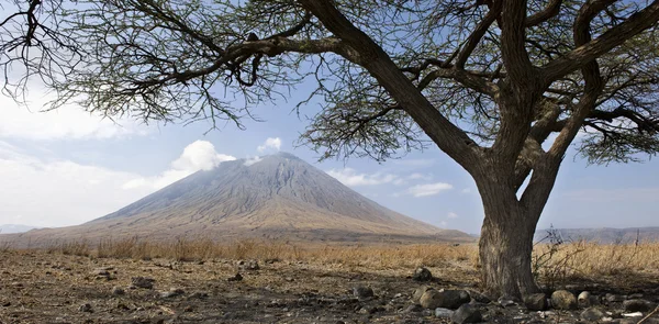 Tanzani vulkan, ol doinyo lengai, tansania, afrika — Stockfoto