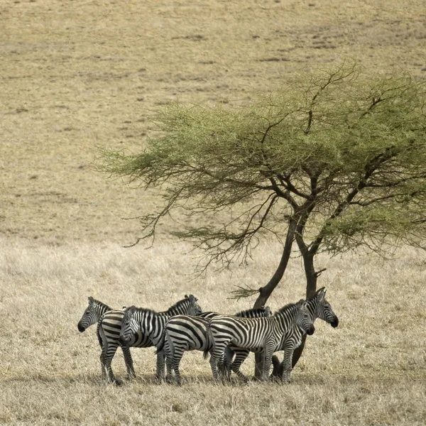 stock image Zebra in the Serengeti, Tanzania, Africa