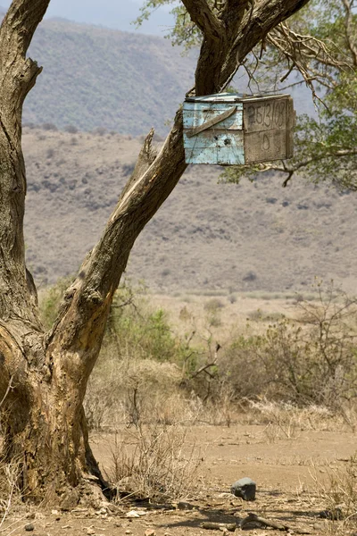 सेरेन्गेटी, तंजानिया, अफ्रीका में पेड़ में लकड़ी का बॉक्स — स्टॉक फ़ोटो, इमेज