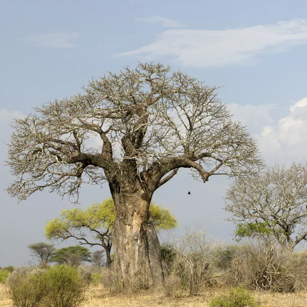 Дерево Бальбоа в Серенгети, Танзания, Африка — стоковое фото