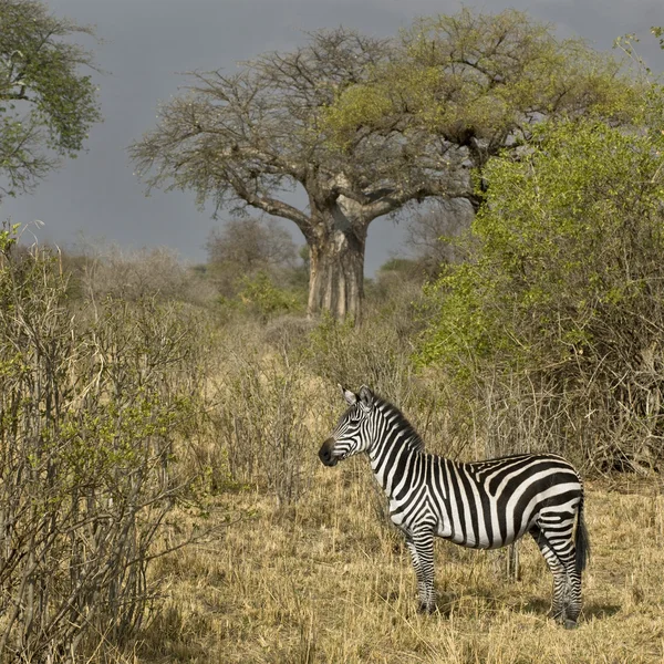 Вид сбоку на зебру, стоящую на лугу, Танзания — стоковое фото