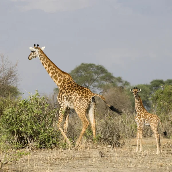 Giraffen wandelen in de serengeti, tanzania, Afrika — Stockfoto