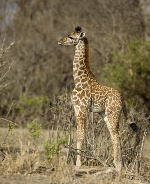 Vista lateral de la pantorrilla de jirafa de pie en pastizales, Tanzania, Africa — Foto de Stock
