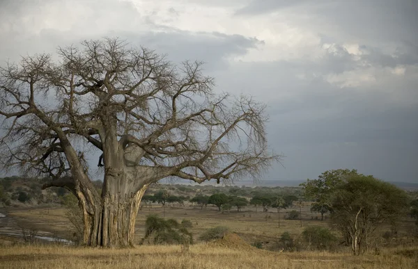 Balboa δέντρο στην Αφρική το serengeti, Τανζανία, — Φωτογραφία Αρχείου
