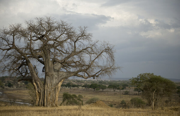 Balboa tree in the Serengeti, Tanzania, Africa