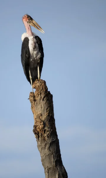 Cigüeña de Marabú encaramada en una rama, Tanzania, África —  Fotos de Stock