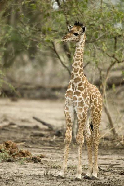 Młody żyrafa w Afryka serengeti, tanzania, — Zdjęcie stockowe