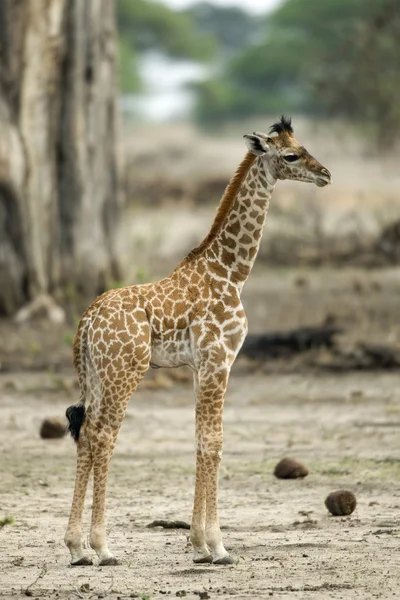 Genç zürafa serengeti, Tanzanya, Afrika — Stok fotoğraf
