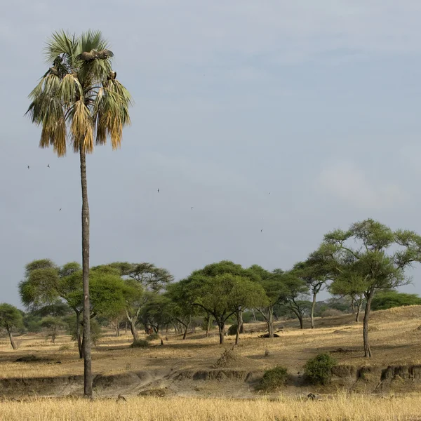 Festői kilátással a fák és a pálmafa Serengeti Tanzánia, Afrika — Stock Fotó