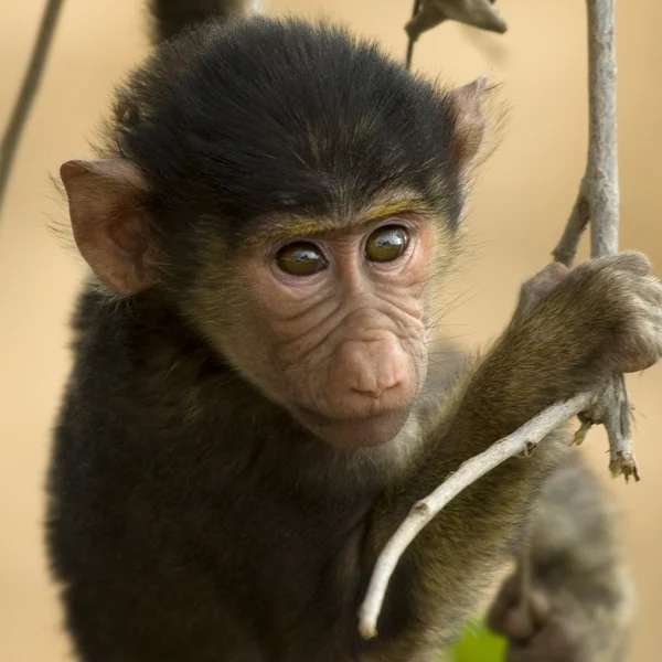 Primo piano del macaco, Tanzania, Africa — Foto Stock
